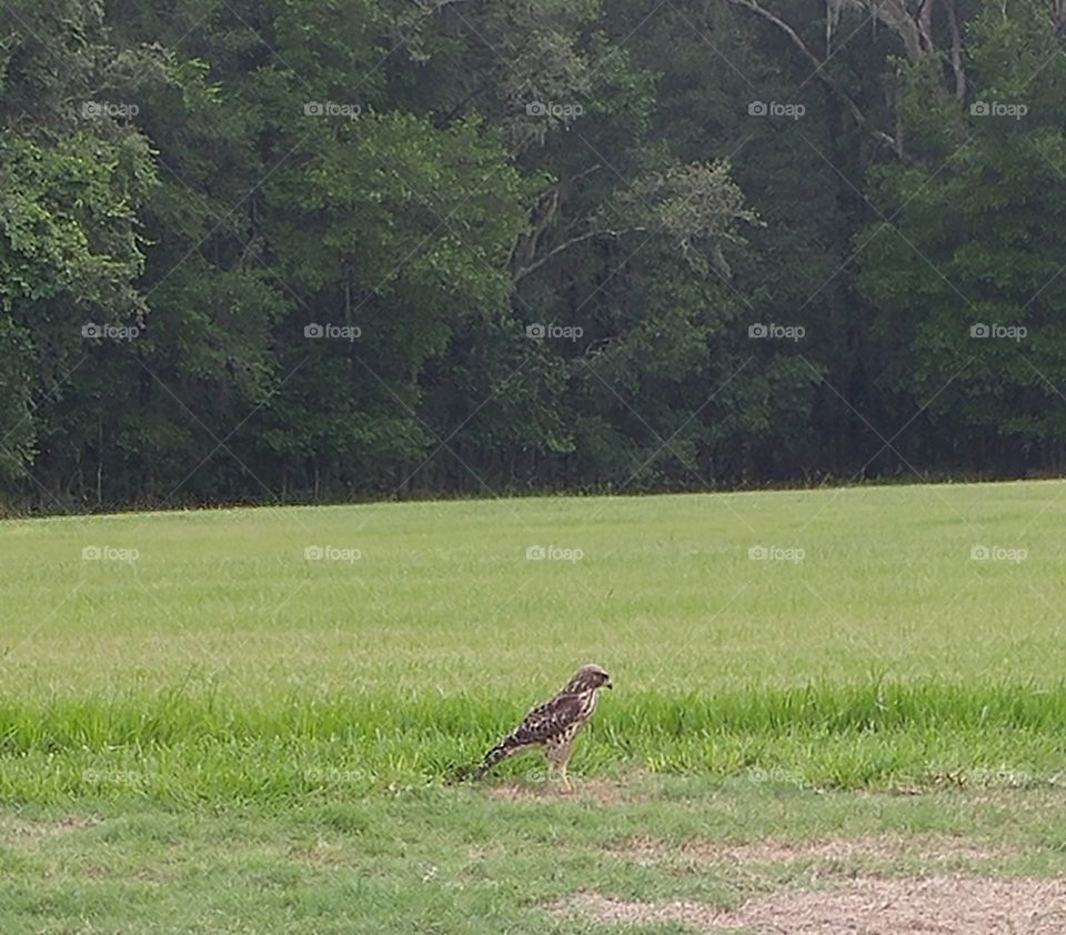 Hawk on the Ground