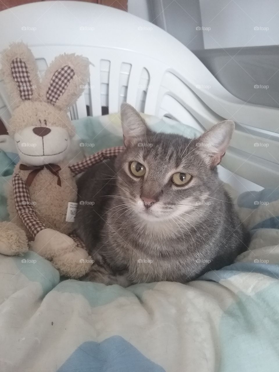 Grey cat and its bunny friend