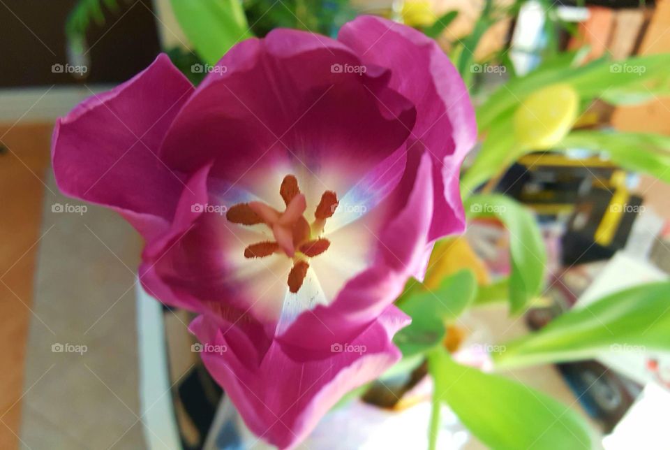 Beautiful macro shots