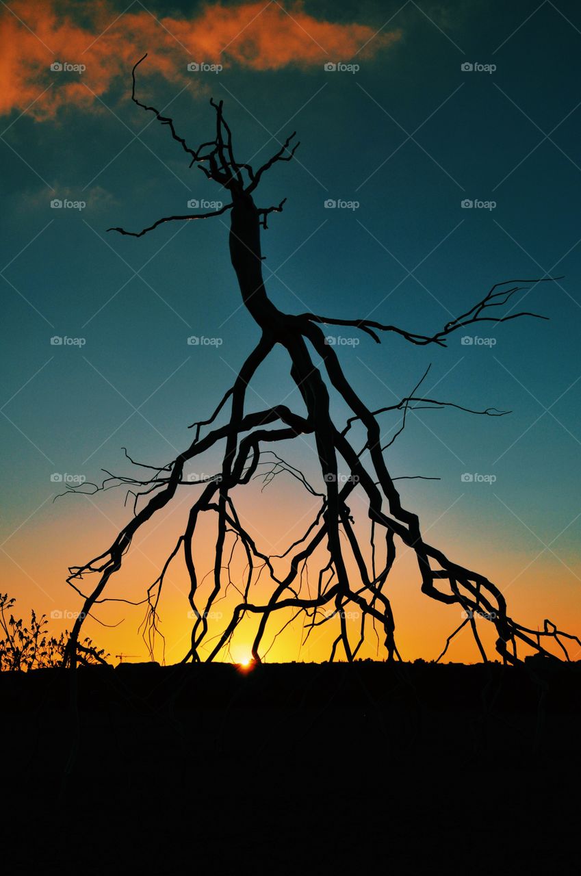 Silhouette of bare tree at dusk