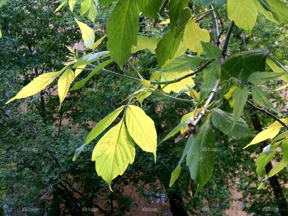 Leaves 