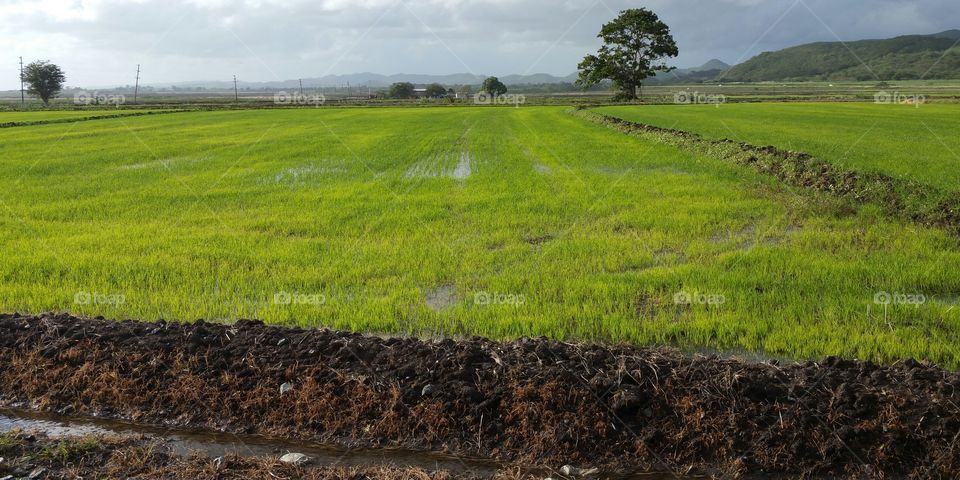 Growing rice