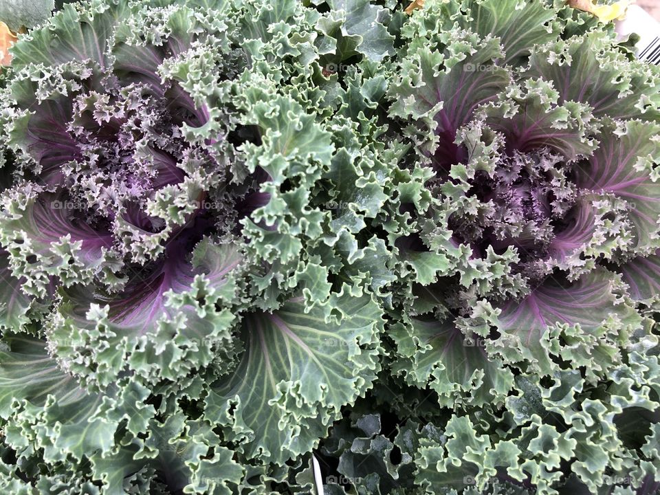 Apparently this is cabbage, or to give it is correct tile it’s “ornamental kale” whatever it is my gosh it looks impressive.