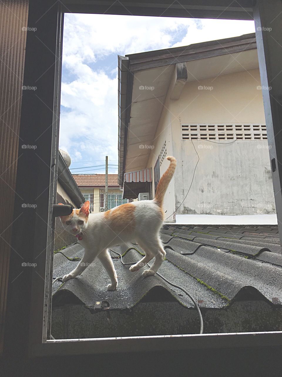 Cat walk on the roof.