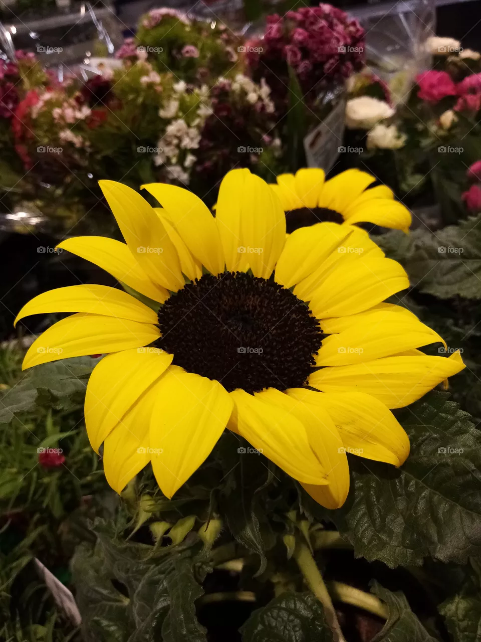 Sonenblumen