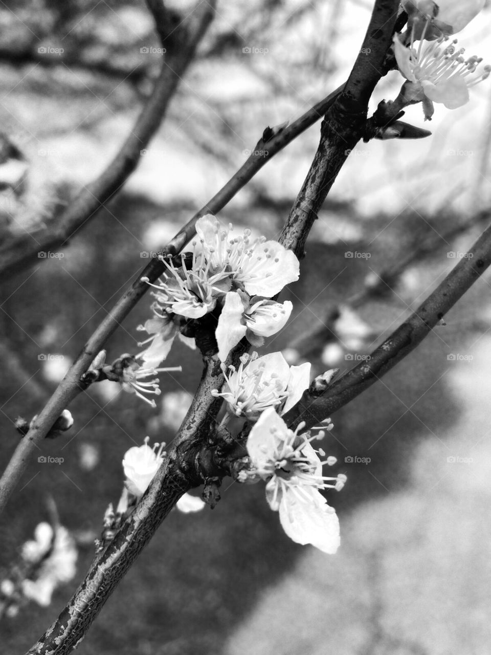 early spring, flowering fruit trees, black and white Photoshop