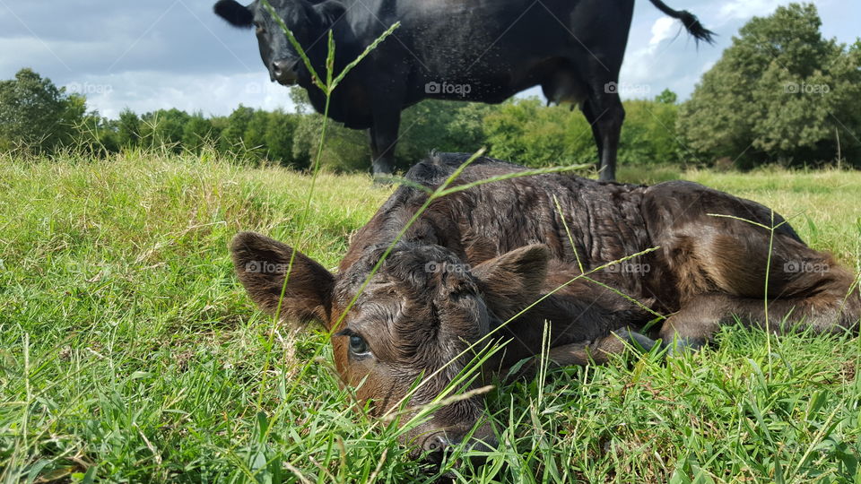 mother watching over her new calf