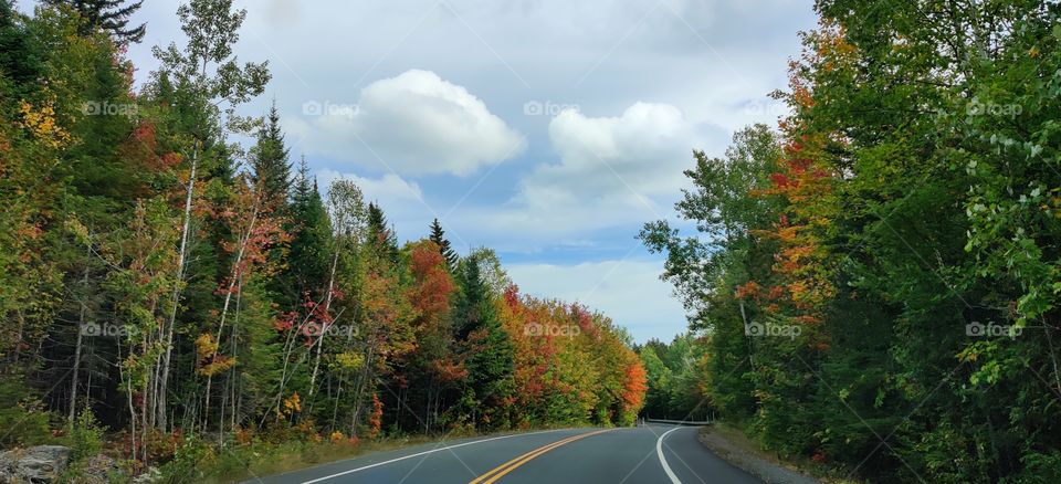 Road through autumn.