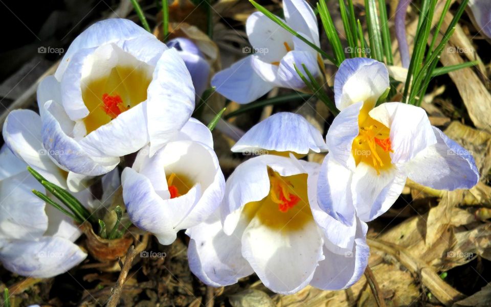 virginal crocuses