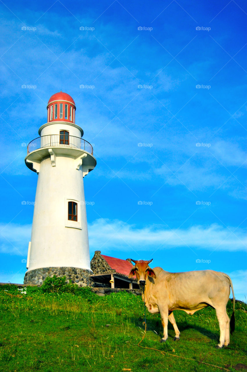 blue lighthouse cow rural living by miake