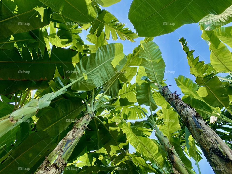 banana tree