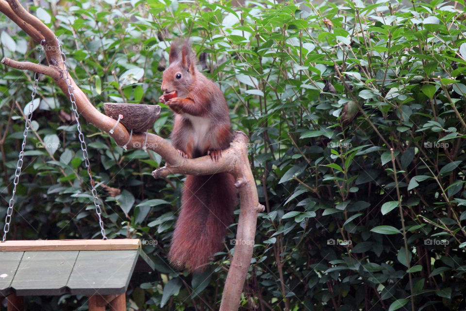 Squirrel with hazelnut