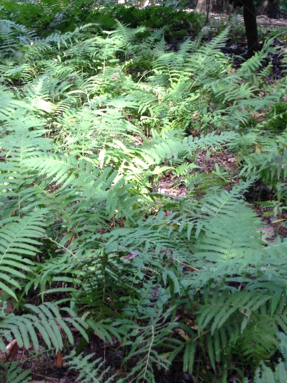 Ferns