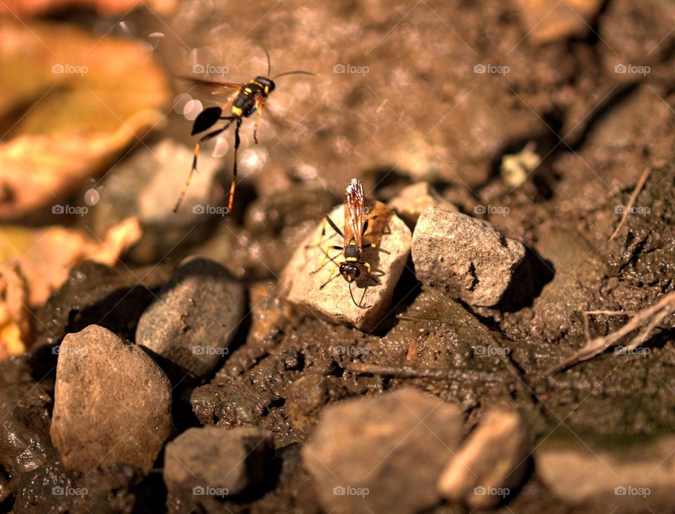 A pair of mud daubers resting on rocks after collecting precious dirt for the nests of their larvae.