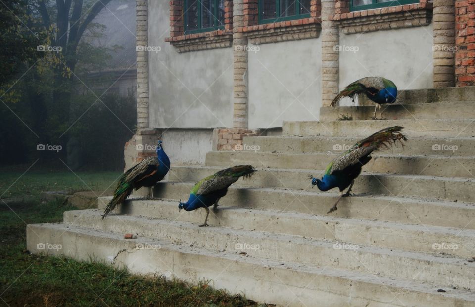 Walking peacocks . Film shot 