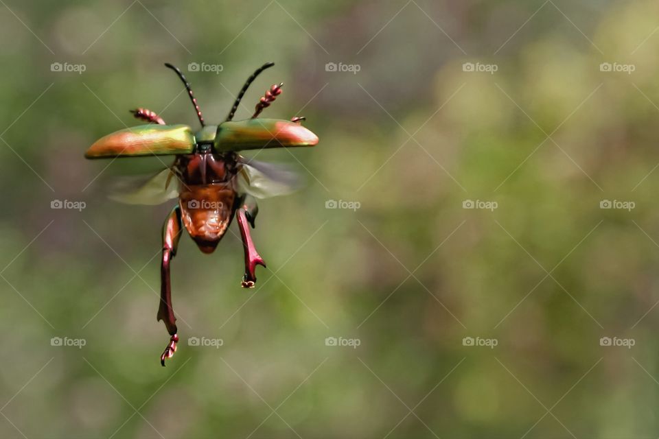 frog legged beetle have an horay dance for springs in the garden