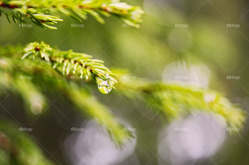 Dewdrop on spruce 