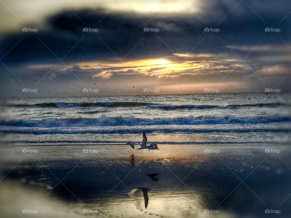 Royal Terns. Sky. Birds. Reflection. Horizon 