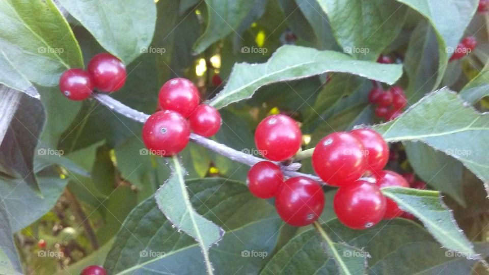berries in manhattan