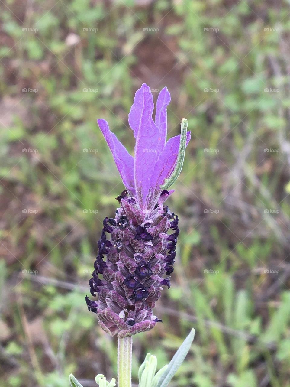 Little green caterpillar on blooming lavendula