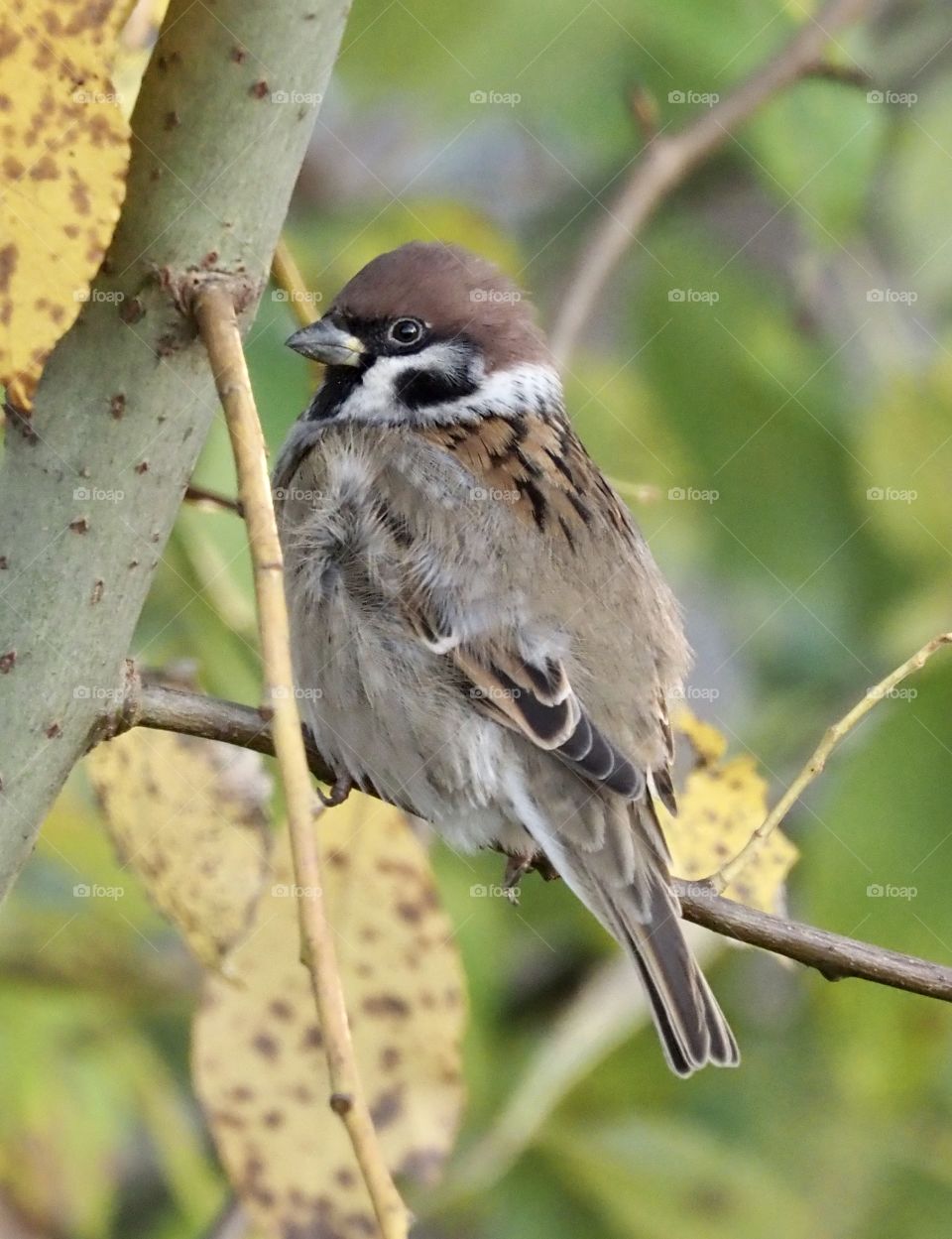 Sparrow
