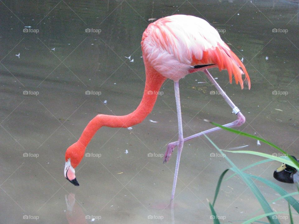 One pink flamingo posing 