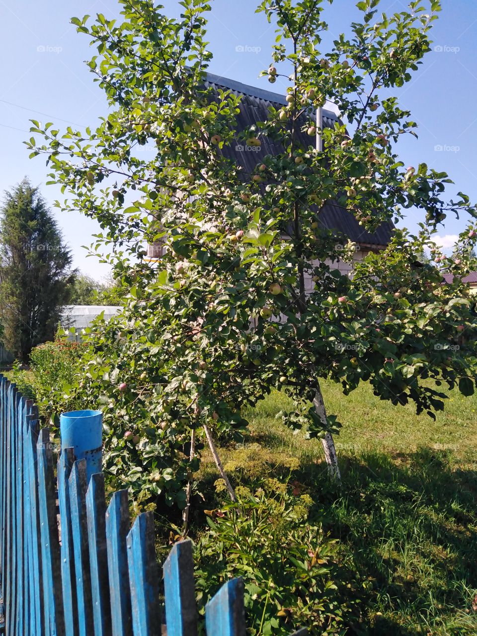 Apple tree