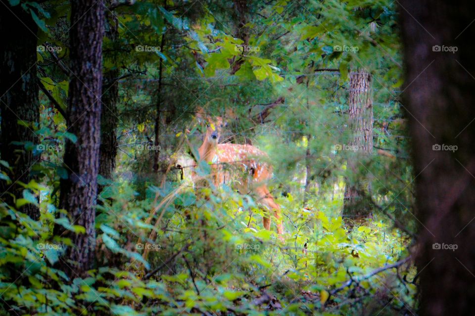 Close up view of deer