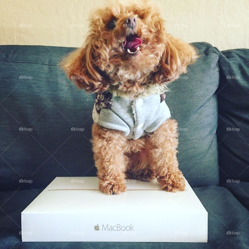 Puppy MacBook
