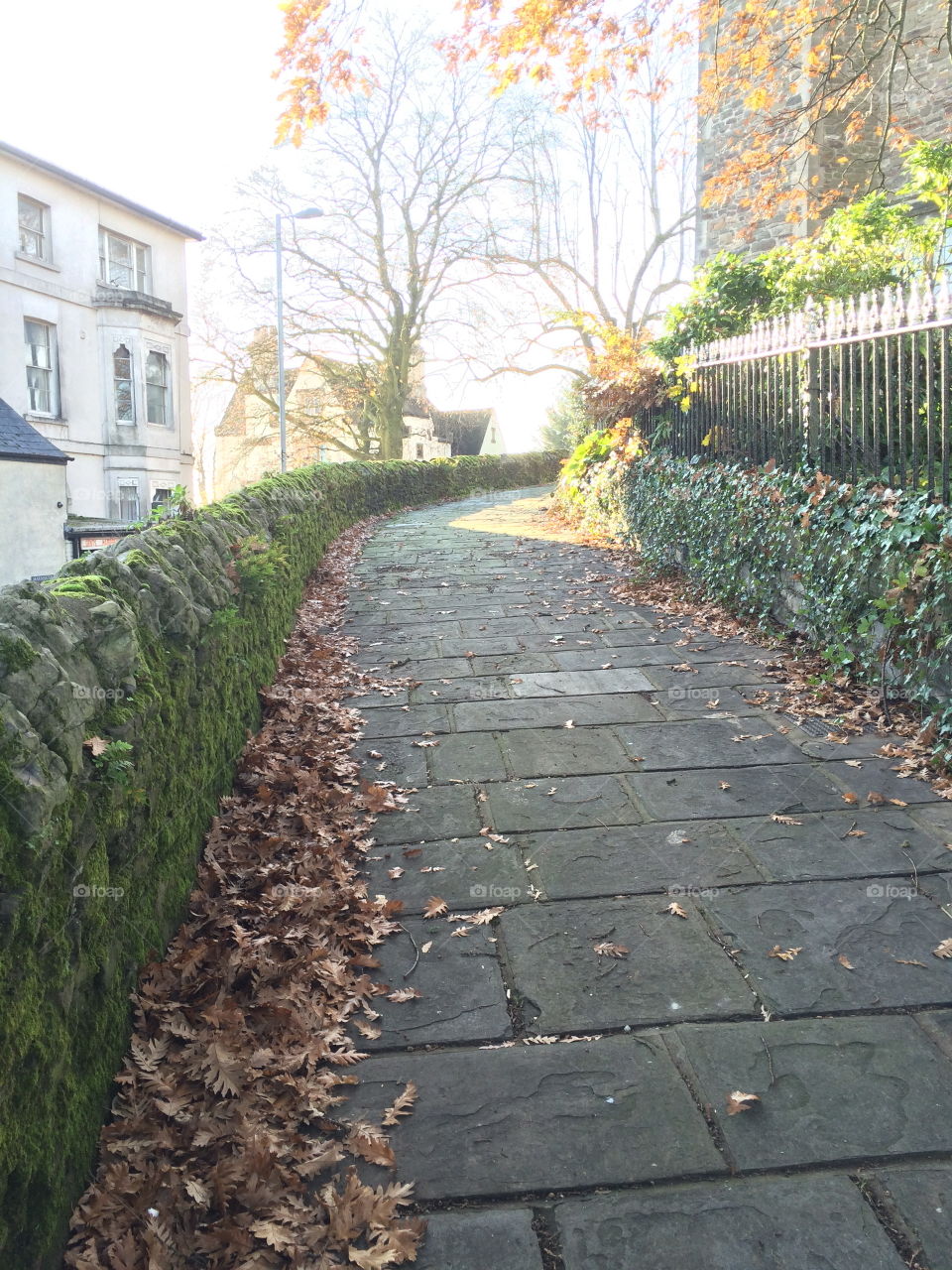 Garden, No Person, Guidance, Tree, Road