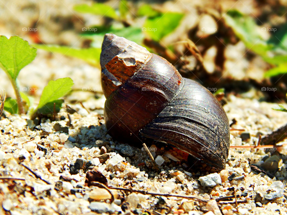 A snail shell is washed up on a shore near by in a close up macro shop during summer