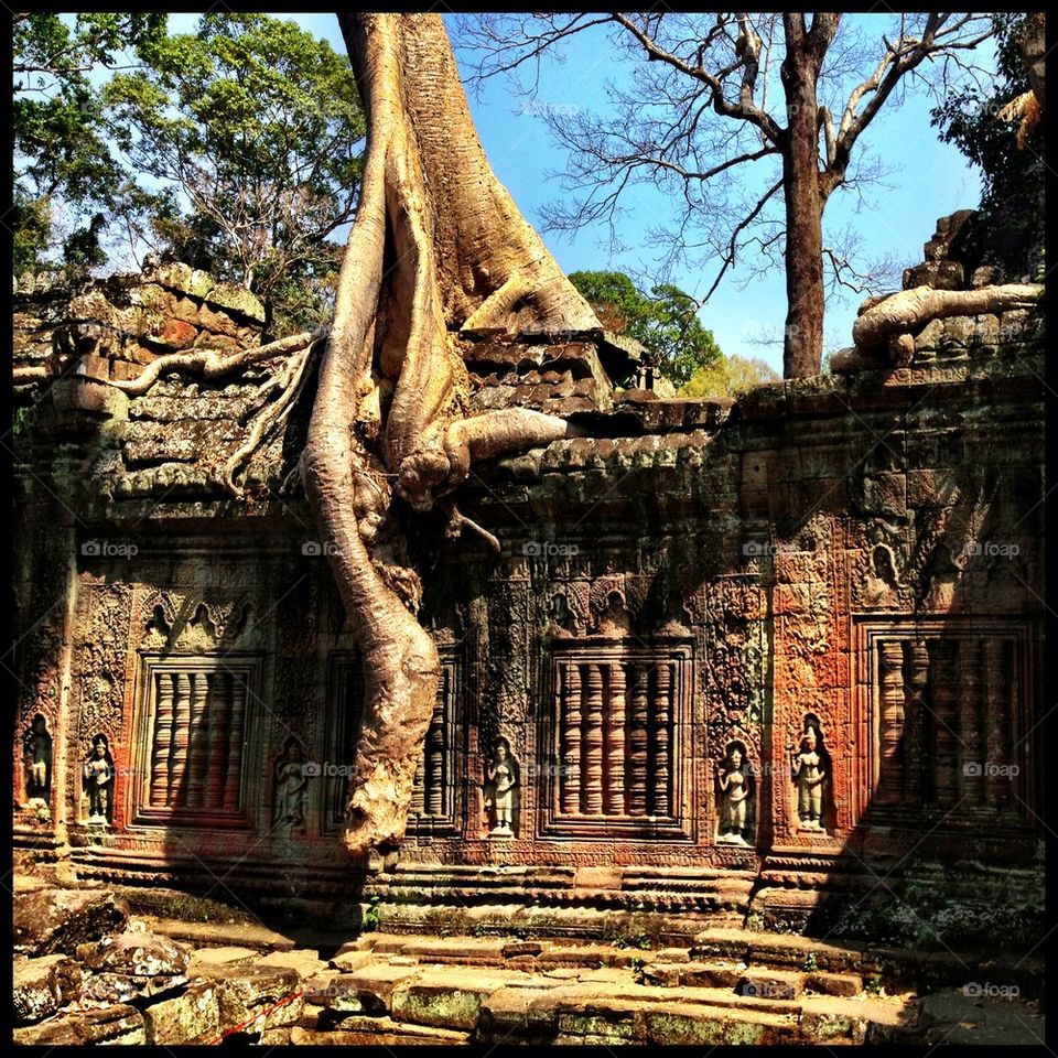 Angkor Tree