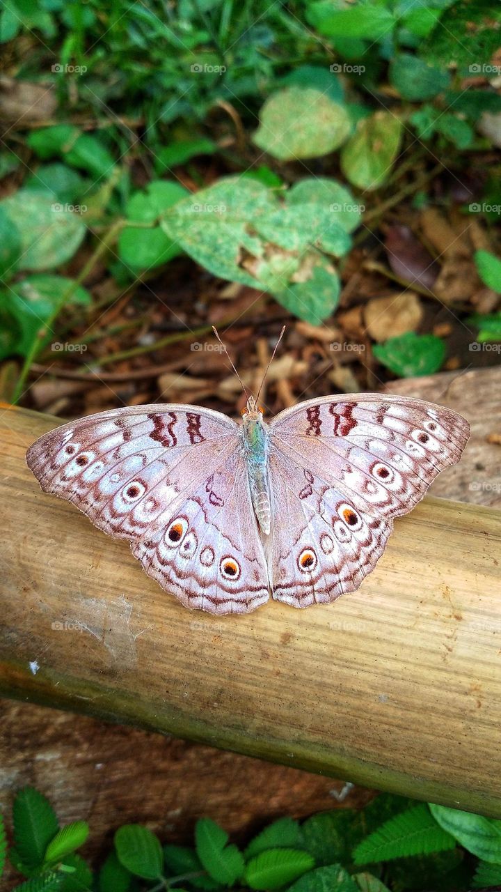 Junonia atlites butterfly perched on a dry bamboo tree