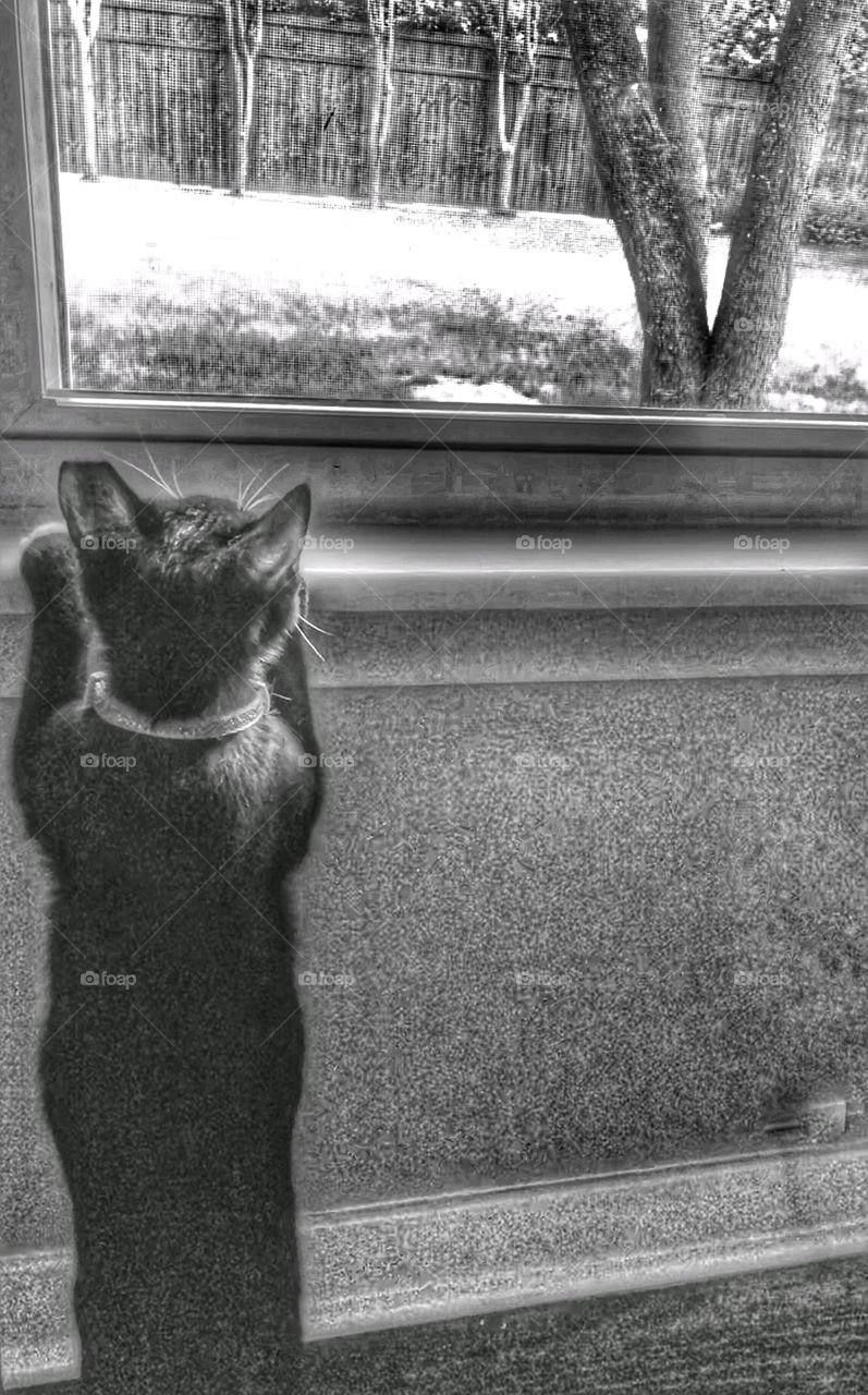 Kitty at the Window! Fine Art Photography Black & White