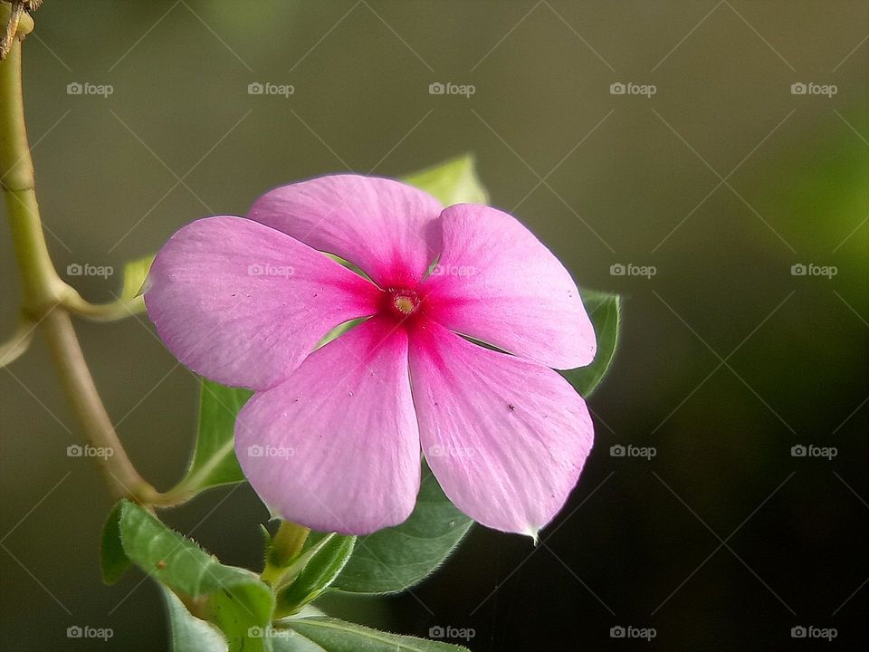 Pink blooming flower, garden, pink, flowers, bloom, spring, nature, beauty in nature, closeup, zoomed in, macro, background