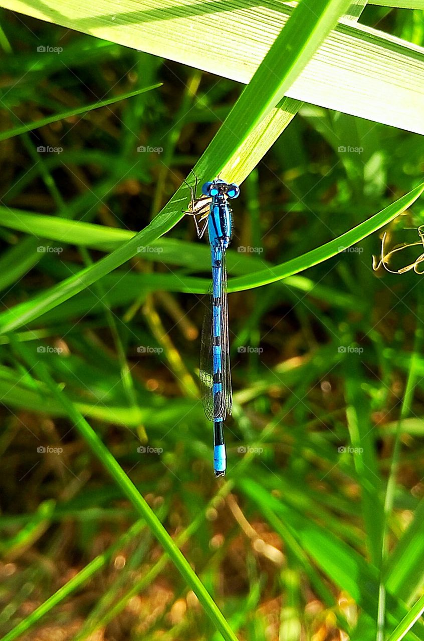 Blue dragonfly in nature