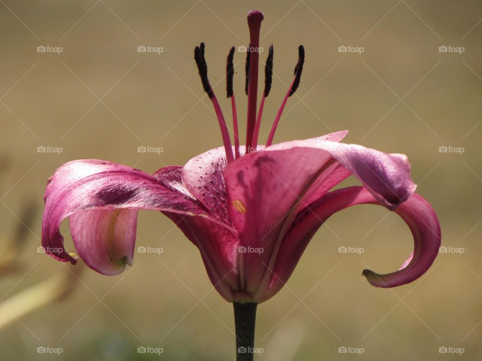 Pink lily flower