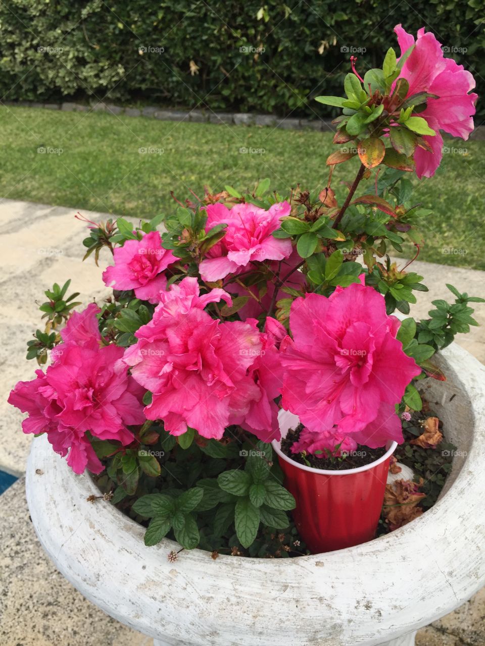 Azalea planter