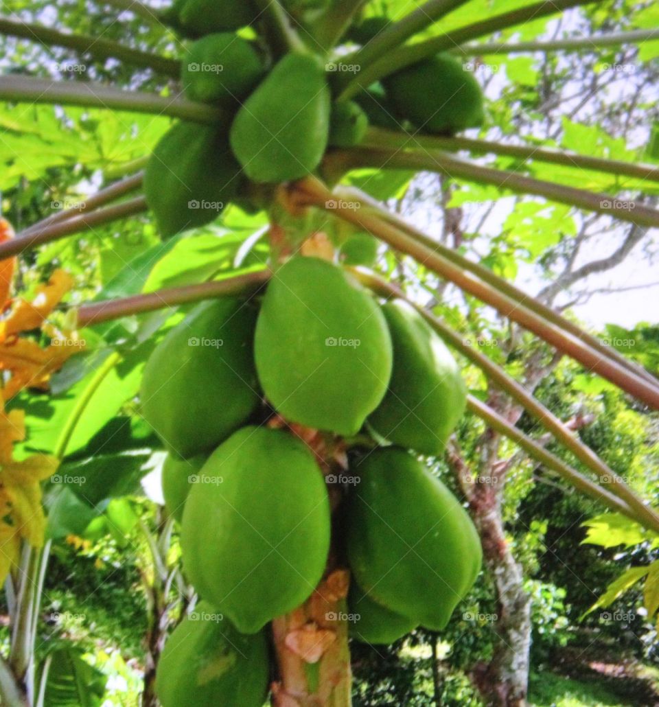Papaya fruit looks fertile with fruit that is still green because it is not yet ripe this fruit tastes sweet and contains vitamins and fiber, this plant is the easiest to plant