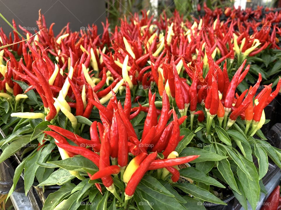 Peter picked a peck of pickled peppers