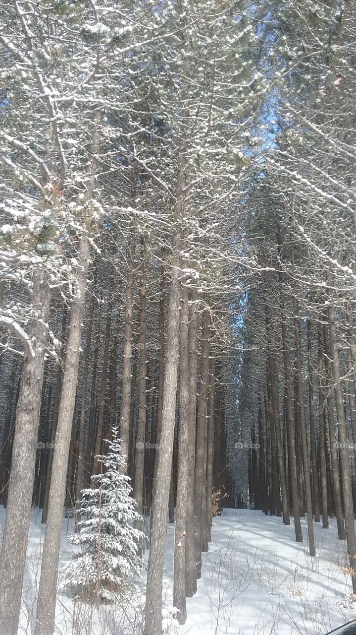 tranquil Maine woods in the winter