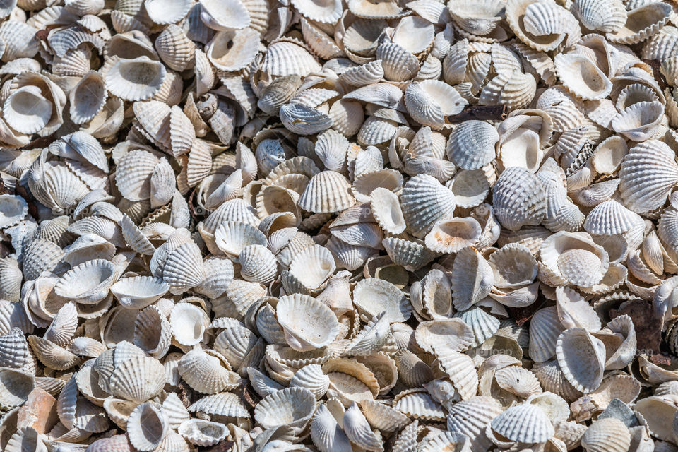 Full frame on white seashells