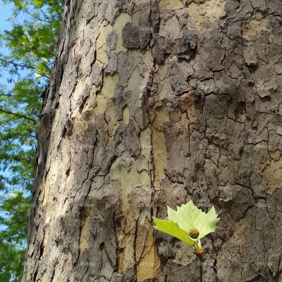 Tree and a leaf macro shot