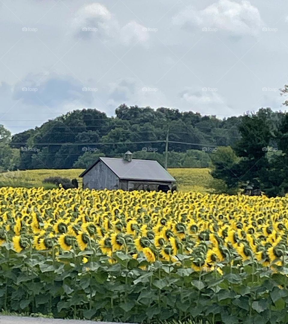 Old barn among sunflower fields 