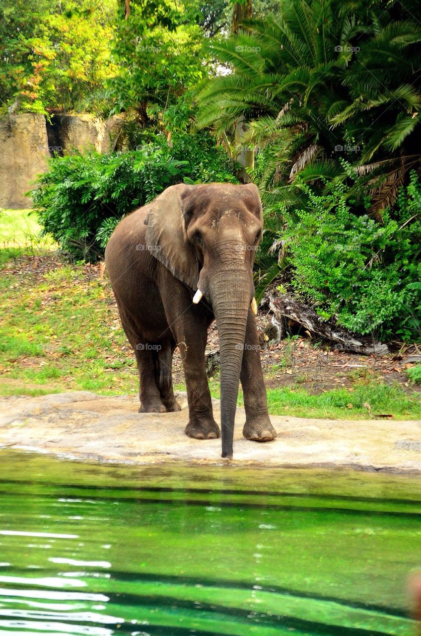 Portrait of elephant