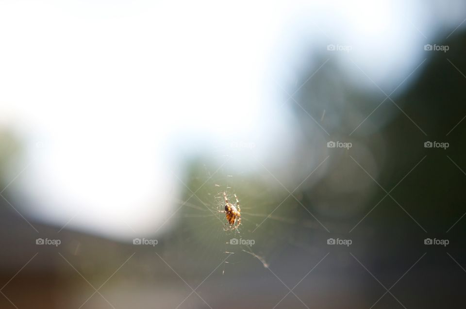 Spider in a Web . A spider resting a his we'd during a clear day in summer! 