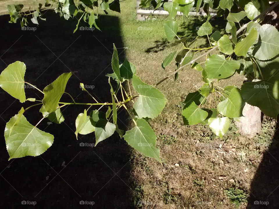 nature tree leaves leaf by ashley77