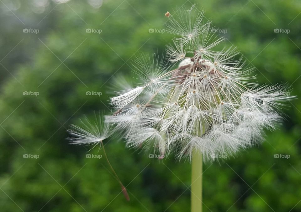 Macro shot of dandelion seeds