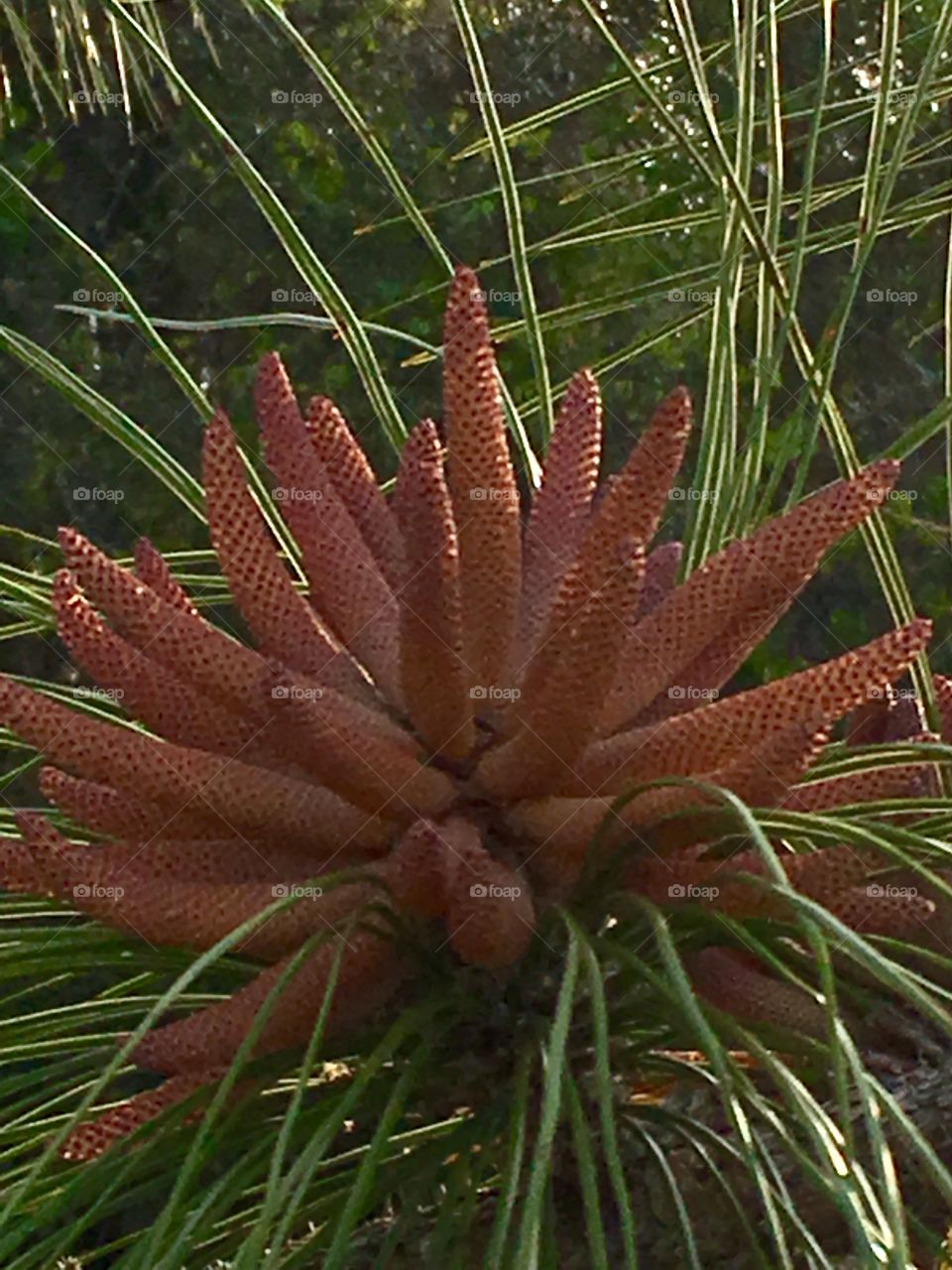 Pine cone blossom 