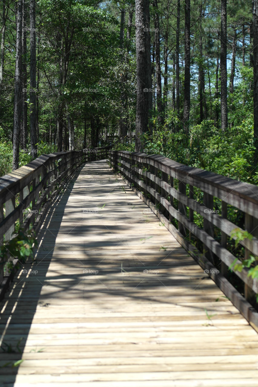 Empty boardwalk in forest